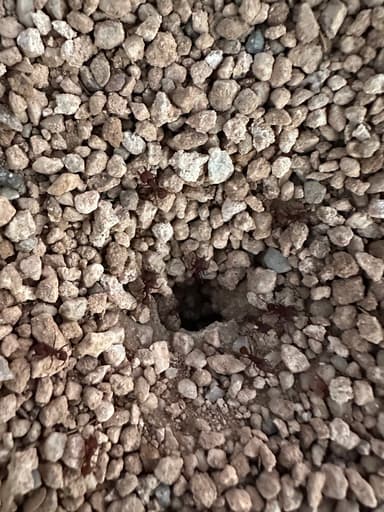 Acromyrmex versicolor photo 85