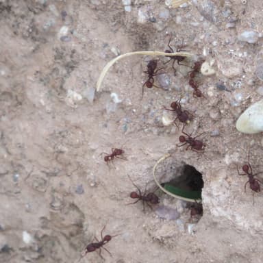 Acromyrmex versicolor photo 91
