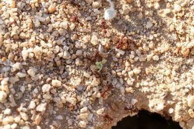 Acromyrmex versicolor photo 139