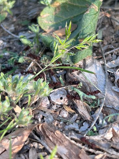 Acromyrmex versicolor photo 145