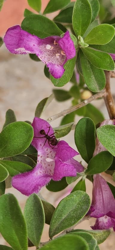 Acromyrmex versicolor photo 159