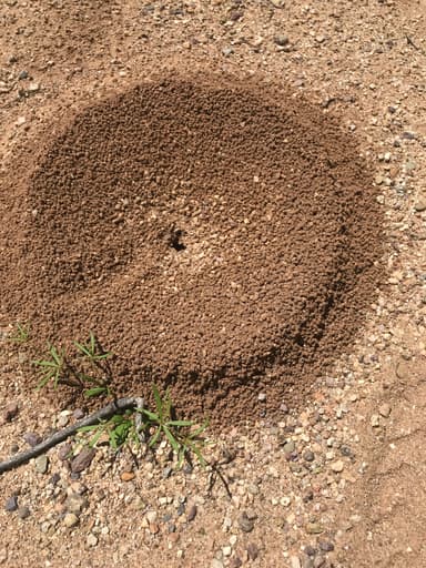 Acromyrmex versicolor photo 167