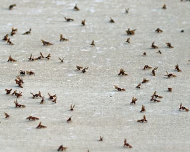 Acromyrmex versicolor photo 184