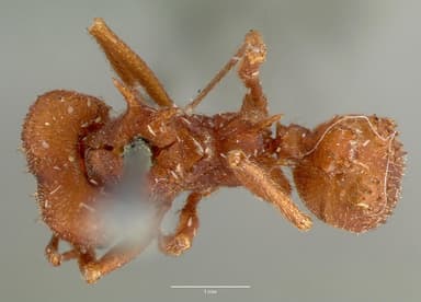 Acromyrmex versicolor — queen photo 5