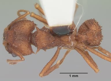Acromyrmex versicolor — queen photo 6