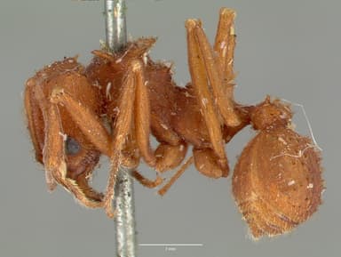 Acromyrmex versicolor — queen photo 7