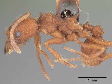 Acromyrmex versicolor — queen photo 8