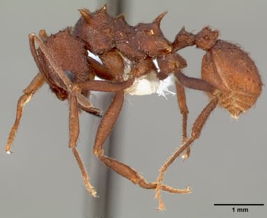 Acromyrmex versicolor — queen photo 9
