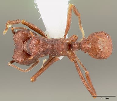 Acromyrmex versicolor — queen photo 12