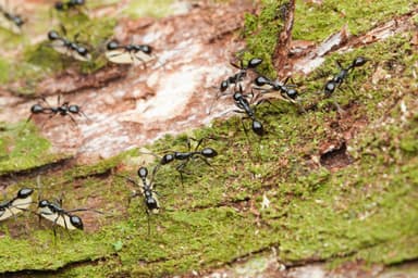 Aenictus laeviceps photo 4