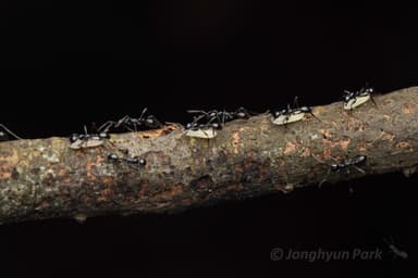 Aenictus laeviceps photo 5