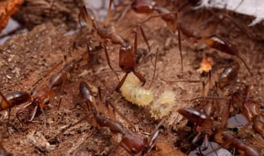 Anochetus emarginatus photo 1