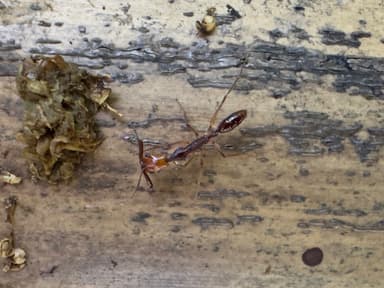 Anochetus emarginatus photo 2