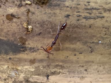 Anochetus emarginatus photo 4