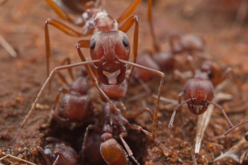 Anoplolepis custodiens photo 1