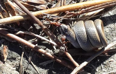 Anoplolepis custodiens photo 11