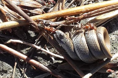 Anoplolepis custodiens photo 13