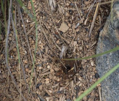 Anoplolepis custodiens photo 15