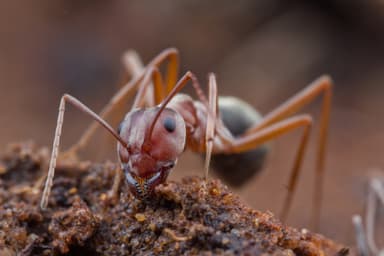 Anoplolepis custodiens photo 17