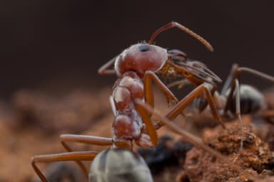 Anoplolepis custodiens photo 21