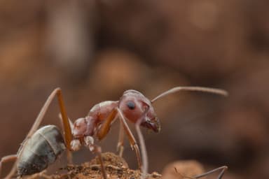 Anoplolepis custodiens photo 23