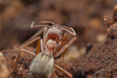 Anoplolepis custodiens photo 25