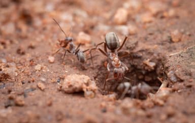 Anoplolepis custodiens photo 29