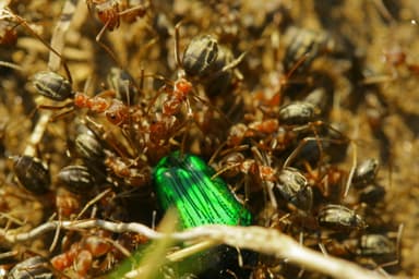 Anoplolepis custodiens photo 30