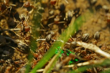 Anoplolepis custodiens photo 31