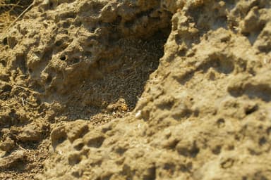 Anoplolepis custodiens photo 34