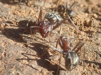 Anoplolepis custodiens photo 36
