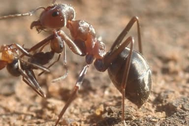 Anoplolepis custodiens photo 37