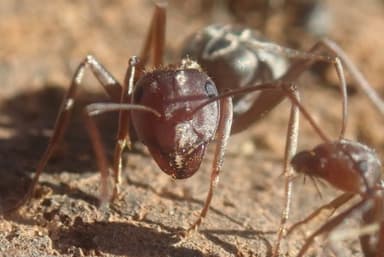 Anoplolepis custodiens photo 38