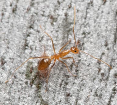Anoplolepis gracilipes photo 5