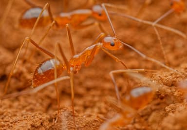 Anoplolepis gracilipes photo 33