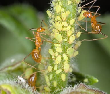 Anoplolepis gracilipes photo 66