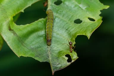 Anoplolepis gracilipes — colony photo 72
