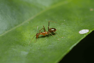 Anoplolepis gracilipes photo 77