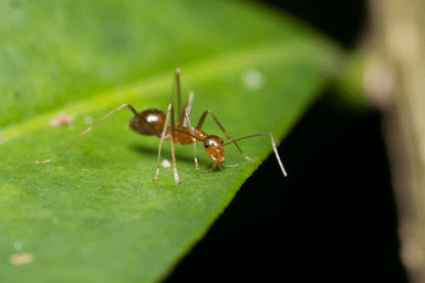 Anoplolepis gracilipes photo 78