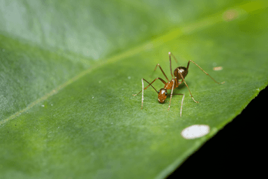 Anoplolepis gracilipes photo 79