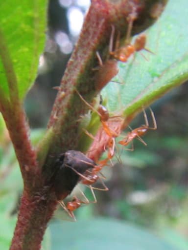 Anoplolepis gracilipes photo 91