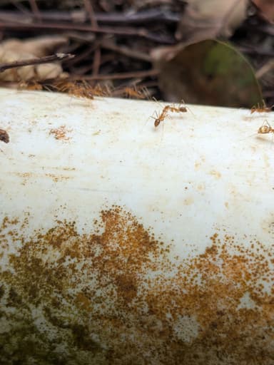 Anoplolepis gracilipes photo 93