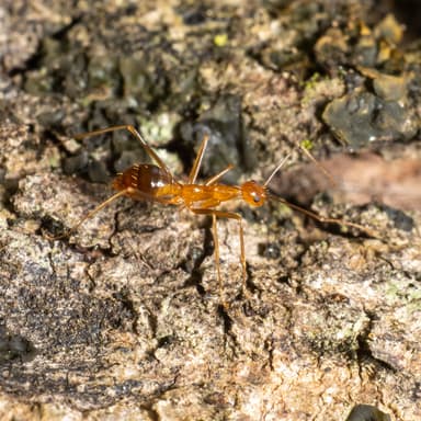 Anoplolepis gracilipes photo 97