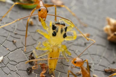 Anoplolepis gracilipes photo 101