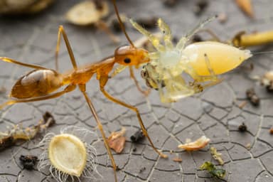 Anoplolepis gracilipes photo 102