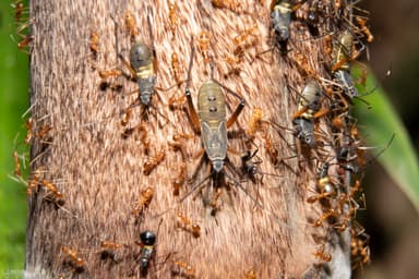Anoplolepis gracilipes photo 104