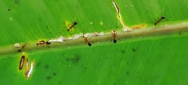Anoplolepis gracilipes photo 105