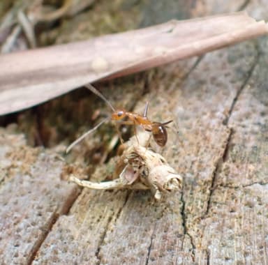 Anoplolepis gracilipes photo 107