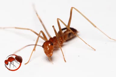 Anoplolepis gracilipes photo 108