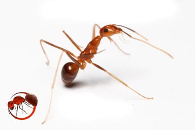 Anoplolepis gracilipes photo 109